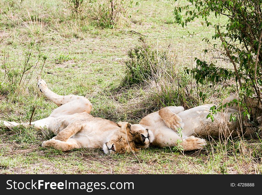 Lions At Rest