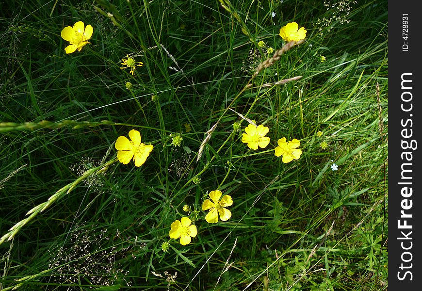 Small yellow flowers on dark grass