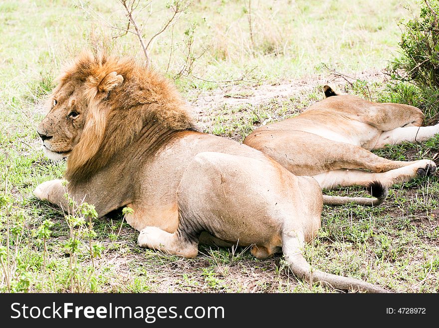 Lion couple at rest in the early morning in the masai mara reserve. Lion couple at rest in the early morning in the masai mara reserve