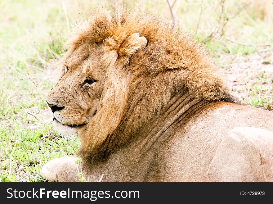 Lion male at rest in the early morning in the masai mara reserve. Lion male at rest in the early morning in the masai mara reserve