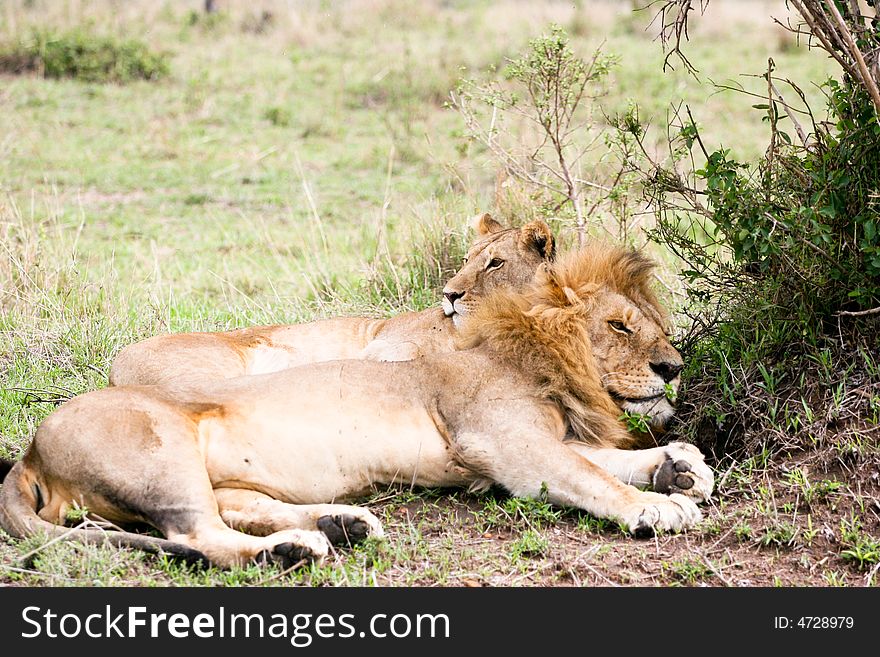Lion couple at rest in the early morning in the masai mara reserve. Lion couple at rest in the early morning in the masai mara reserve