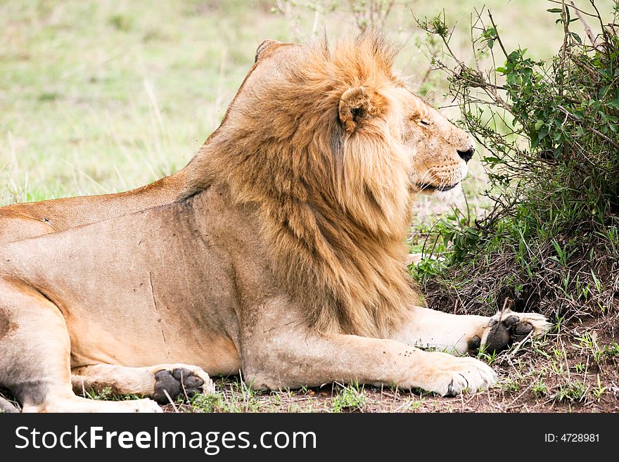 Lion couple at rest in the early morning in the masai mara reserve. Lion couple at rest in the early morning in the masai mara reserve