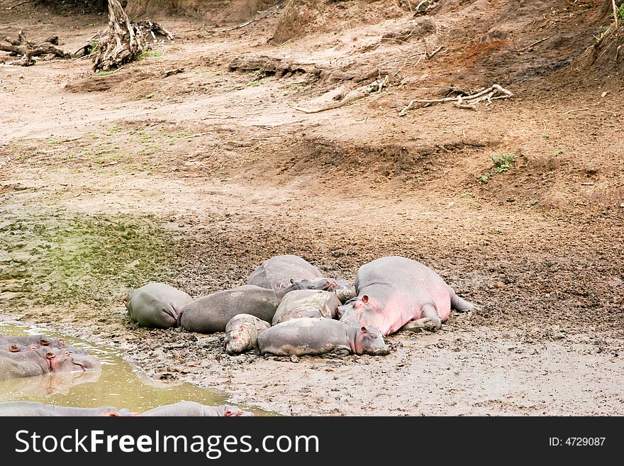 A group of hippoes lying on the river in the early morning in the masai mara reserve. A group of hippoes lying on the river in the early morning in the masai mara reserve