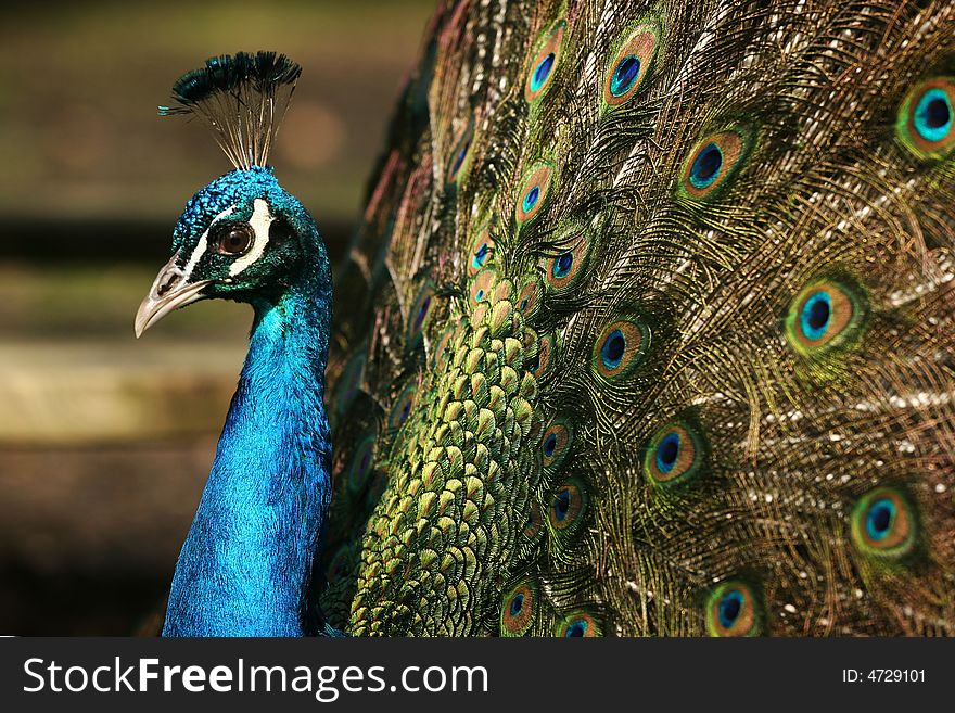 Colorful 'Blue Ribbon' Peacock in full feather