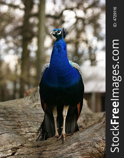 Colorful 'Blue Ribbon' Peacock in full feather