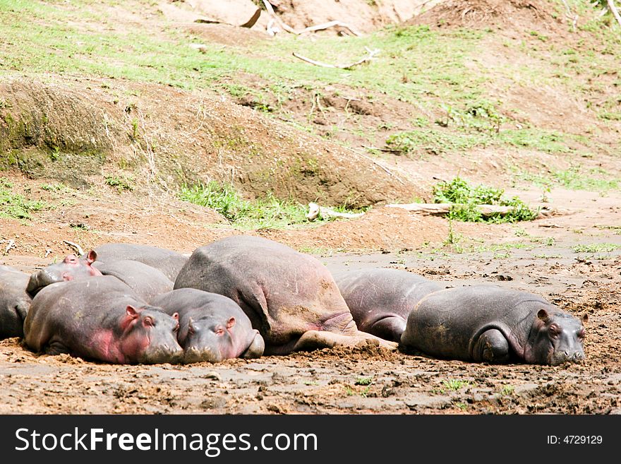 A group of hippoes lying on the river in the early morning in the masai mara reserve. A group of hippoes lying on the river in the early morning in the masai mara reserve