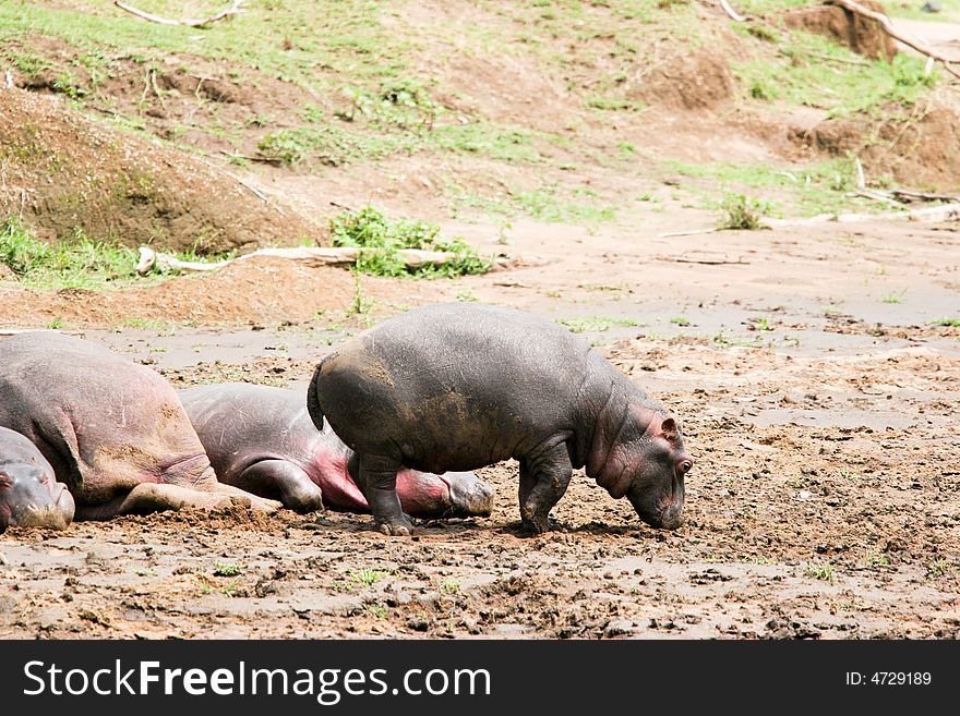 Hippoes Walking