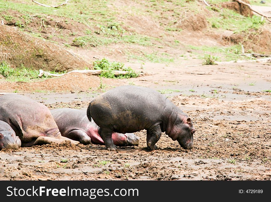 A group of hippoes walking on the river in the early morning in the masai mara reserve