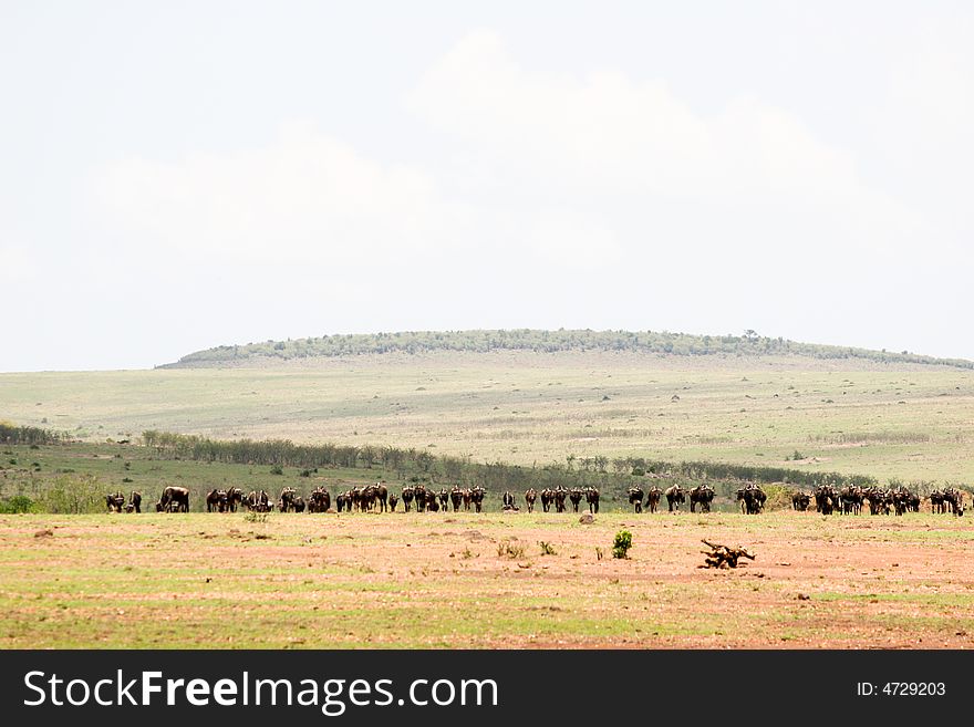 A beautiful landscape of the masai mara reserve in the early morning