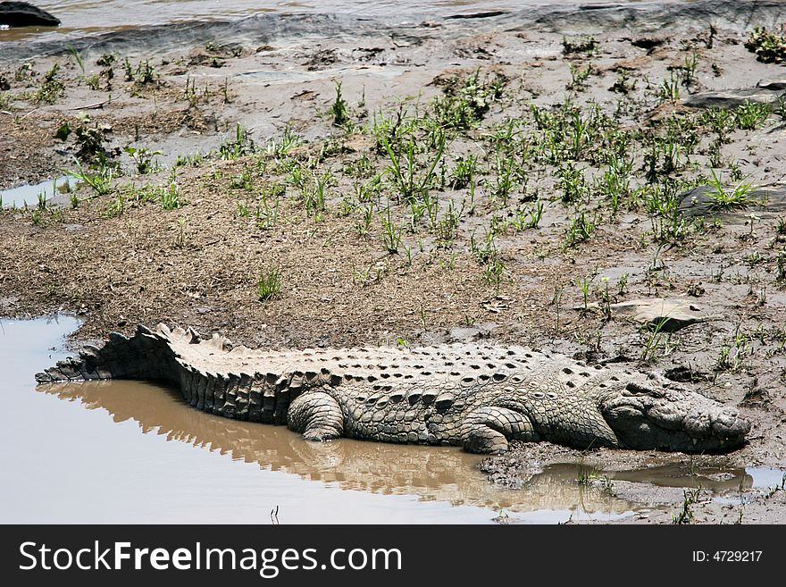 Crocodile at rest