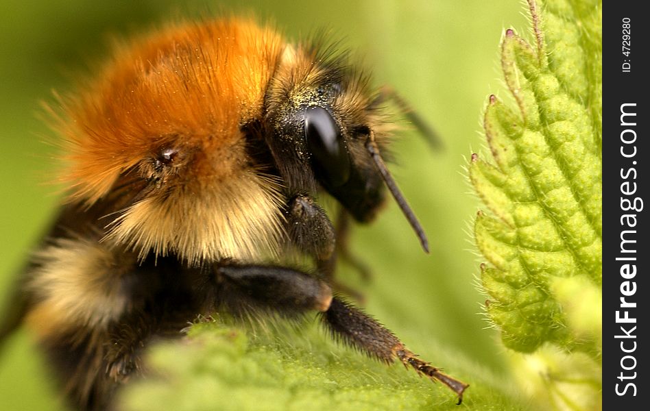 Bee on a Hedge Woundwort plant taken close to River Tees, UK