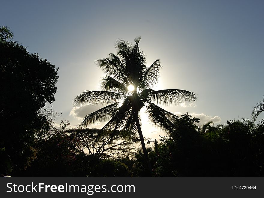 This is the sun backlighting a floridian palm tree. shot with a nikon d80. This is the sun backlighting a floridian palm tree. shot with a nikon d80.