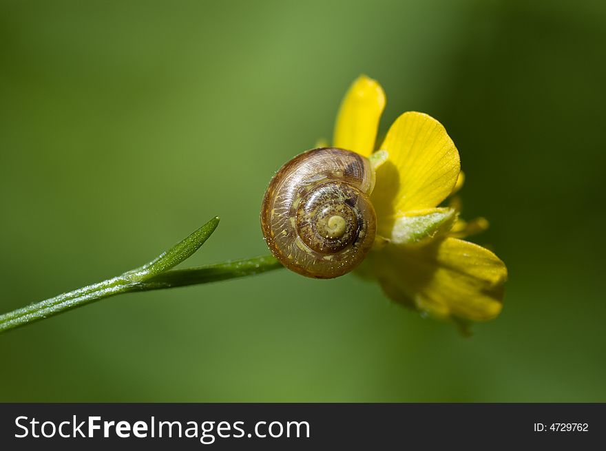 Yellow flower and small snail