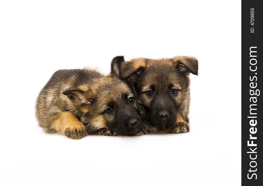 Two Germany sheep-dog puppies