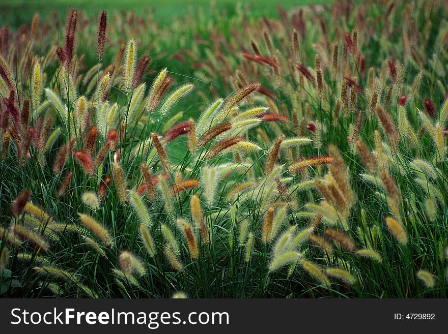 Field of napier grass. shot at a shore, hebei, china