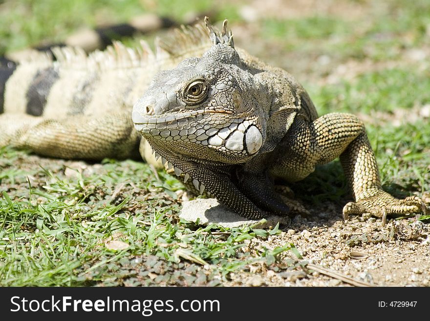 Mature Iguana on the ground in bright sunlight.