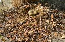 Bird S Nest Royalty Free Stock Images Bird S Nest Royalty Free Stock Images