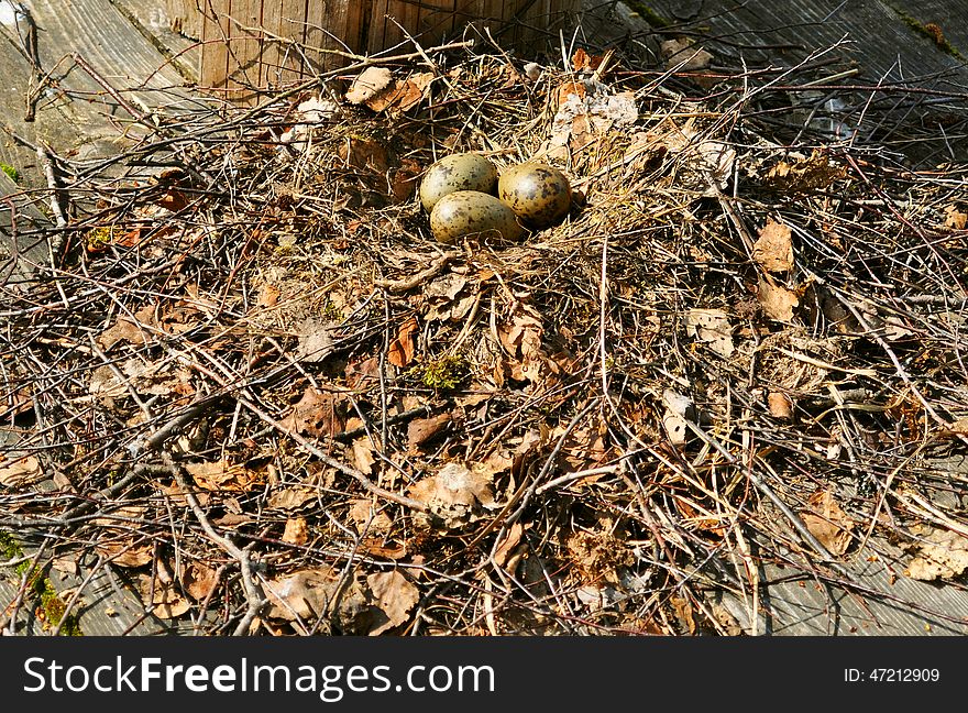 Bird S Nest