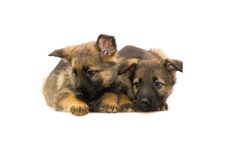 Germany Sheep-dog Puppies Stock Photography