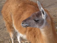 Lama Chewing On Straw Royalty Free Stock Images Lama Chewing On Straw Royalty Free Stock Images