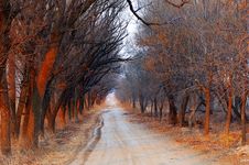 Country Avenue On Sunset Time Stock Image Country Avenue On Sunset Time Stock Image