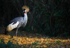 Crowned Crane Royalty Free Stock Image Crowned Crane Royalty Free Stock Image