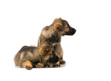 Germany Sheep-dog Puppies Royalty Free Stock Photography