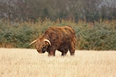 Highland Cow (Bull) Stock Photo