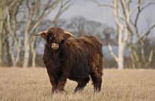 Highland Cow (Bull) Royalty Free Stock Images