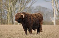 Highland Cow (Bull) Royalty Free Stock Photo