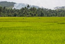 Rice Fields Royalty Free Stock Photography Rice Fields Royalty Free Stock Photography