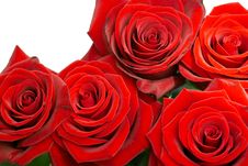 Brightly Red Roses Stock Photography Brightly Red Roses Stock Photography