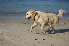 Playful Dog Stock Images