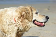Joyful Dog Stock Photography