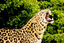 Amur Leopard Stock Photos Amur Leopard Stock Photos