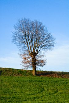 Dry Tree Royalty Free Stock Image