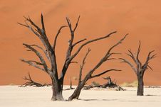 Dead Vlei Valley Stock Images