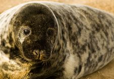 Baby Seal Stock Photo Baby Seal Stock Photo