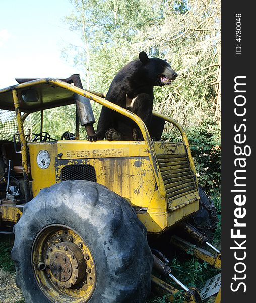 An American Black Bear sits atop an abandoned logging tractor. An American Black Bear sits atop an abandoned logging tractor.