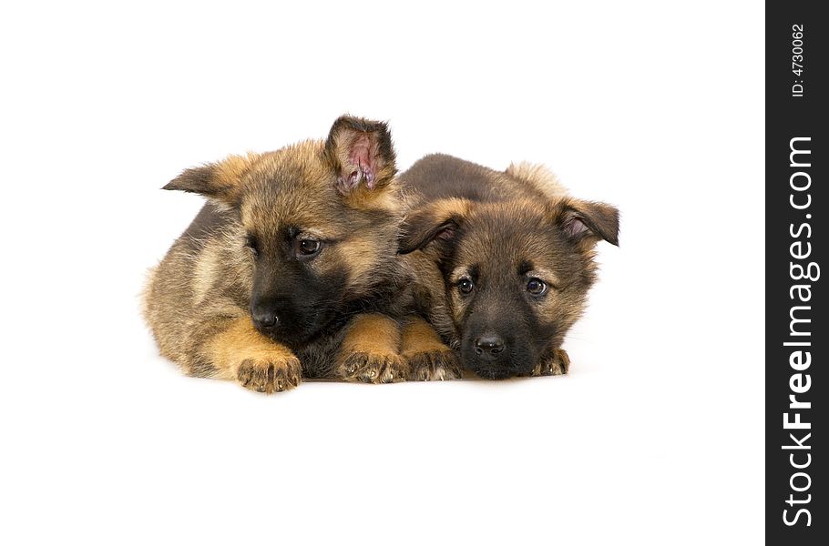 Two laying Germany sheep-dog puppies isolated on white background