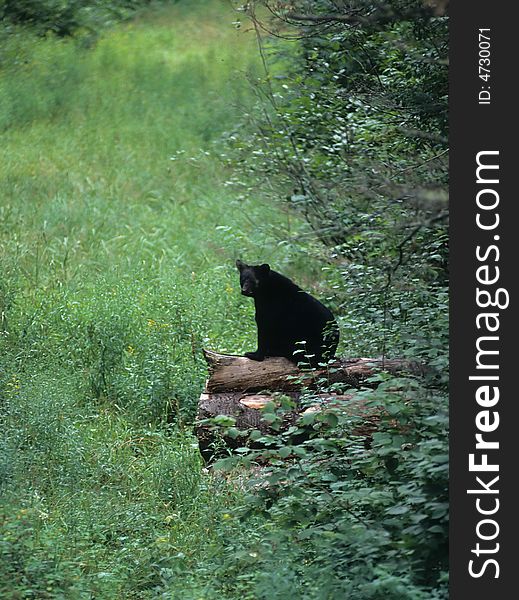 Bear On A Wood Pile