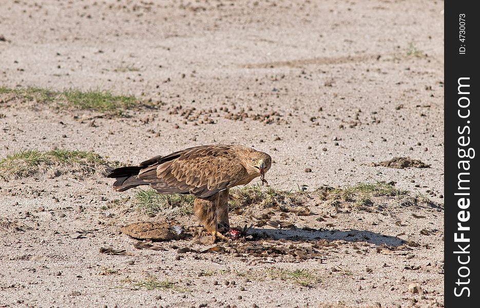 Eating eagle in african savannah