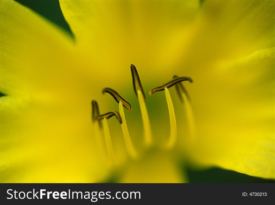 Close-up of a yellow lily, a plant of the family liliaceae. scientific name: hemerocallis citrina. Focus is on the stamen.