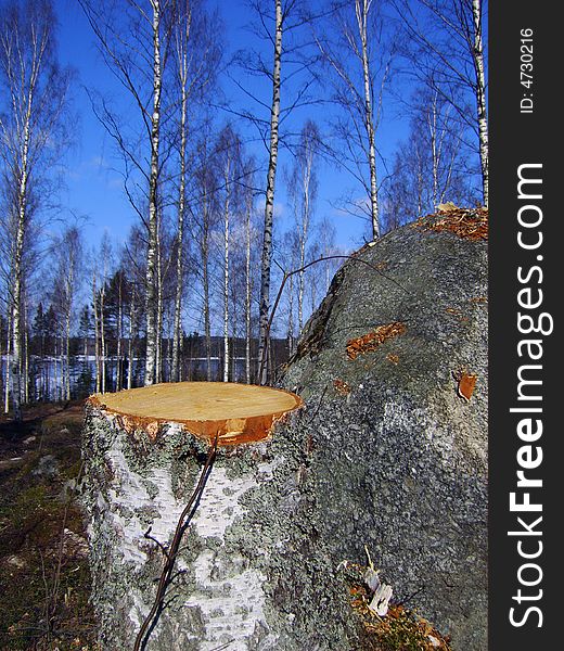 Freshly cut stump next to large boulder. Freshly cut stump next to large boulder