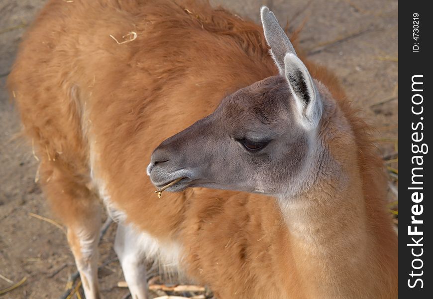 Lama chewing on straw