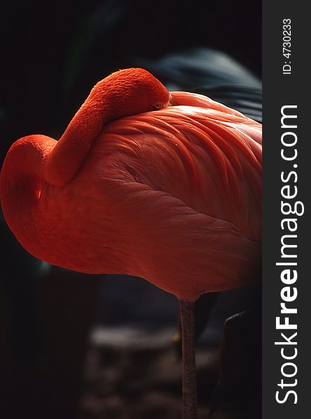 A beautiful flamingo is sleeping