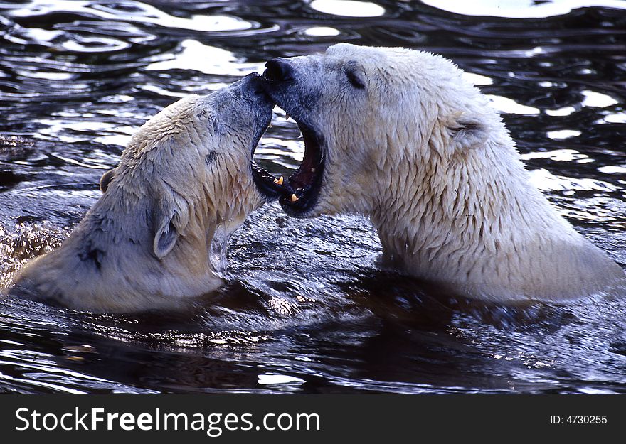 Two polar bears in zoo,mouth to mouth