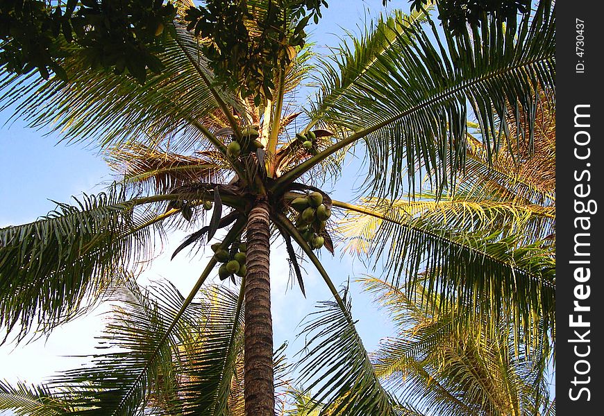 Coconut tree we can see under the tree