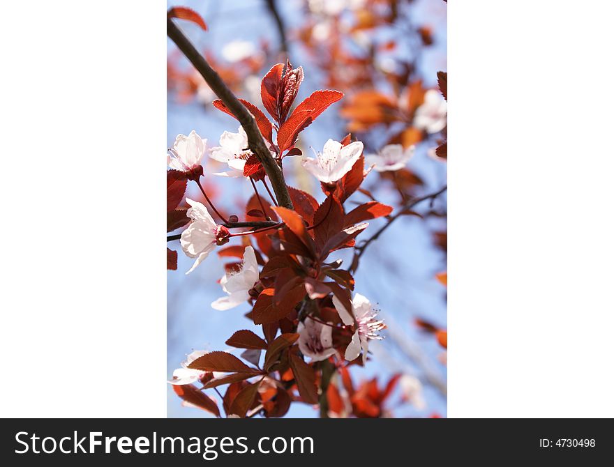 Spring Buds, Wild Tree