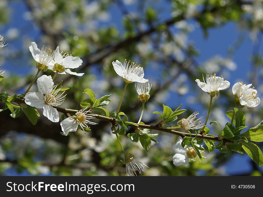 Wild white flowers in this spring, 2008. Wild white flowers in this spring, 2008